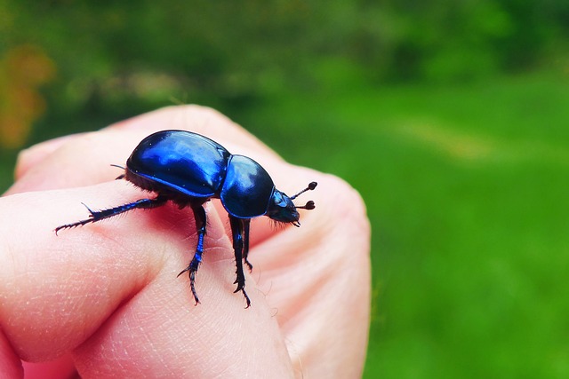动物 无脊椎动物 昆虫 - 上的免费照片