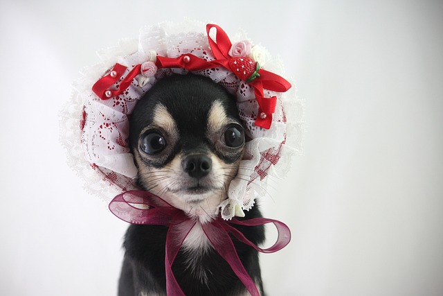 狗 Chihuahua 小狗 - 上的免费照片