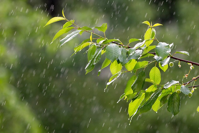 雨 天气 降水 - 上的免费照片