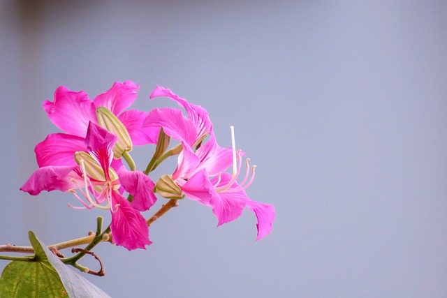 洋紫荊 香港 市花 - 上的免费照片