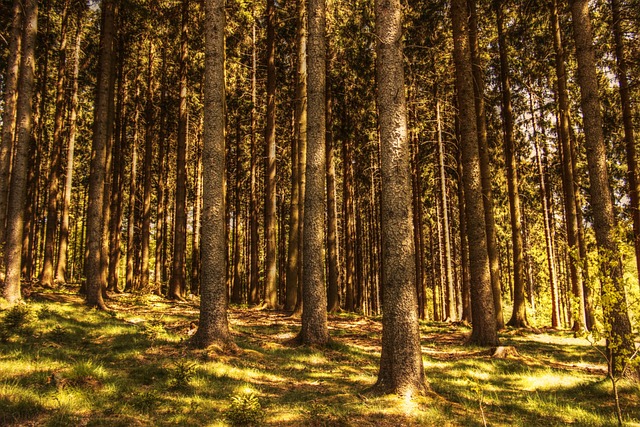 树木 冷杉林 自然 - 上的免费照片