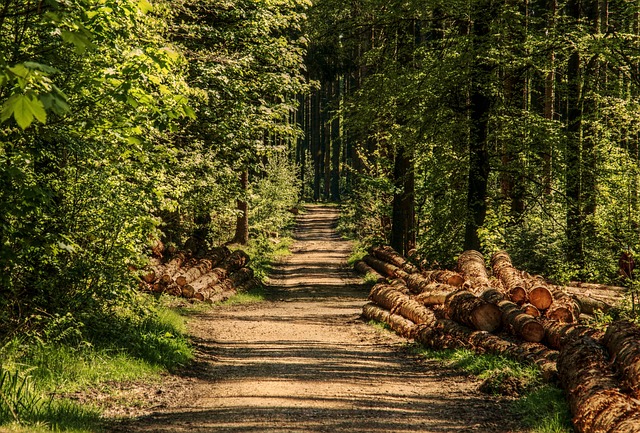 树木 森林 森林小径 - 上的免费照片