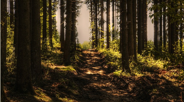 树木 森林 森林小径 - 上的免费照片