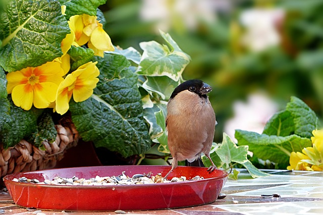 动物 鸟 布尔芬奇 - 上的免费照片