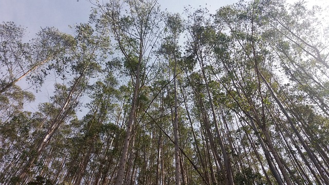 巴西 曼蒂凯拉锯 纯净的空气 - 上的免费照片