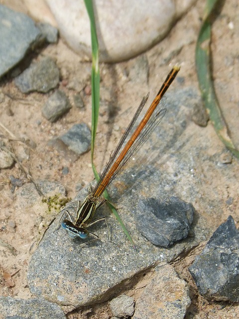 蜻蜓 豆娘 Coenagrionidae Platycnemis - 上的免费照片