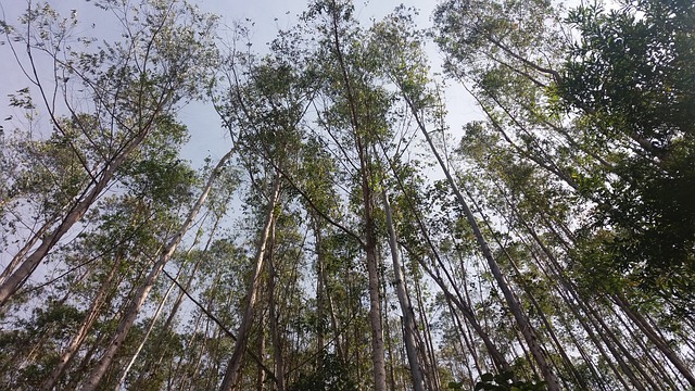 松树 曼蒂凯拉锯 巴西 - 上的免费照片