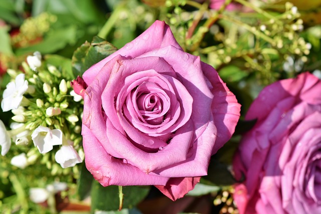玫瑰 玫瑰花 粉红玫瑰 - 上的免费照片