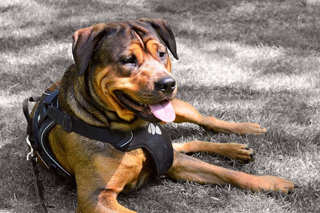 罗威纳犬 Amstaff 狗 - 上的免费照片