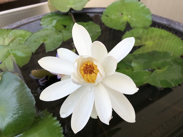特寫 白蓮花 夏天 - 上的免费照片