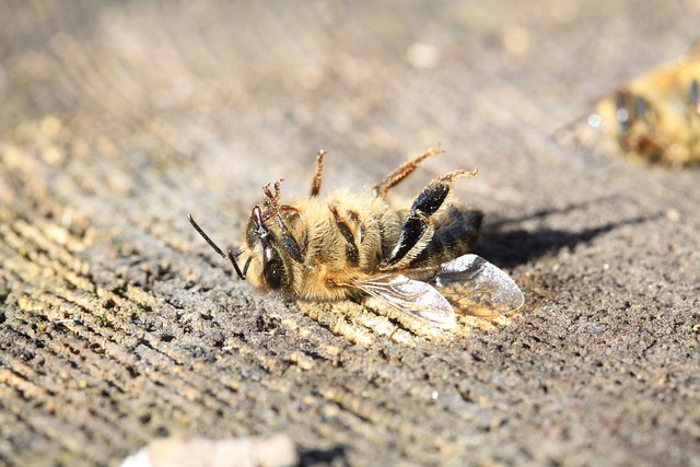 蜜蜂 死了 农药 - 上的免费照片