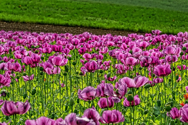 鸦片罂粟 花朵 领域的罂粟花 - 上的免费照片