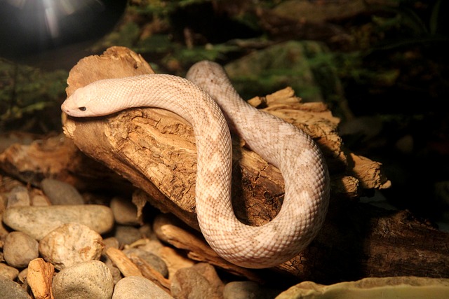 松树蛇 Pituophis Melanoleucus 蛇 - 上的免费照片
