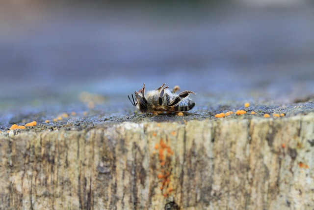 蜜蜂 死了 杀虫剂 - 上的免费照片