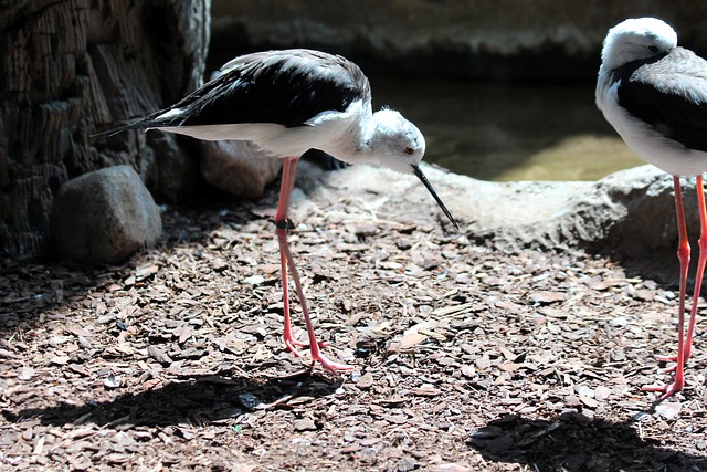 黑色的翅高跷 鸟 Himantopus - 上的免费照片