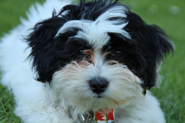 狗 小狗 可爱的 - 上的免费照片