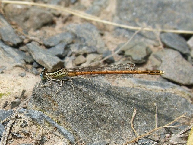 蜻蜓 豆娘 Coenagrionidae Platycnemis - 上的免费照片