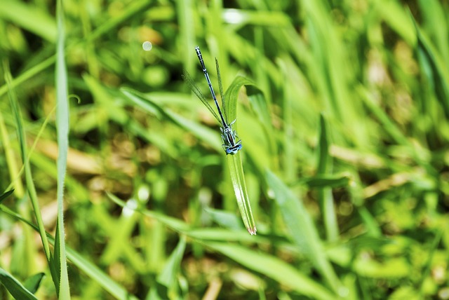 蜻蜓 绿色 生物 - 上的免费照片