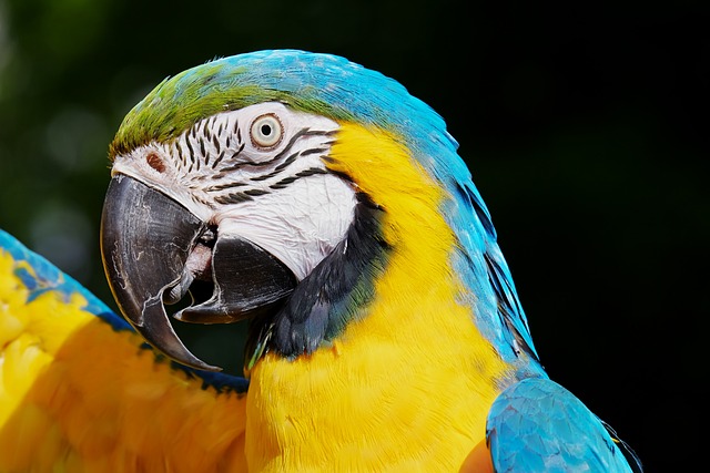 鹦鹉 蓝色和黄色金刚鹦鹉 鸟 - 上的免费照片