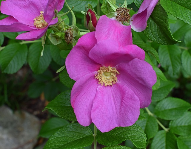 玫瑰 Rugosa 玫瑰花蕾 芽 - 上的免费照片