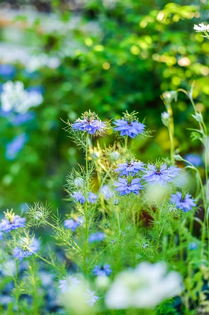在初夏 奈杰拉 花园 - 上的免费照片