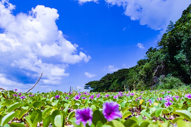 石垣 冲绳 海 - 上的免费照片