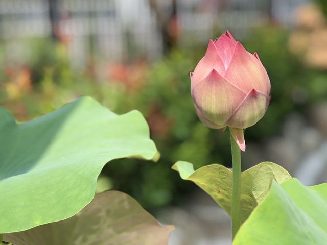 蓮花 含苞 潔淨 - 上的免费照片