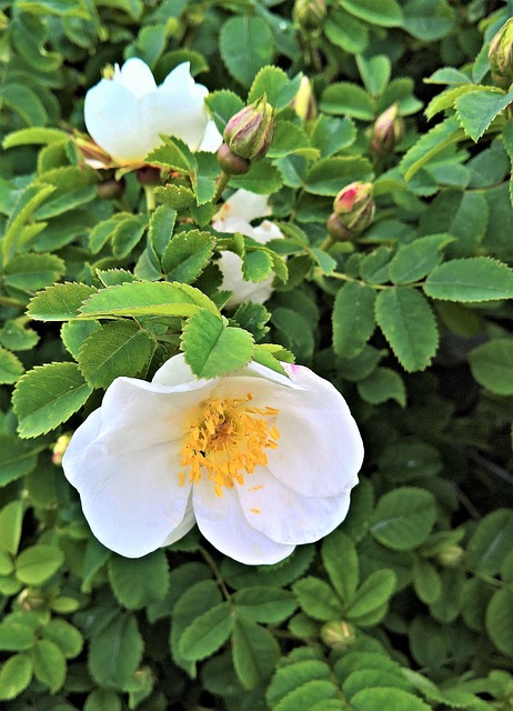植物 玫瑰 玫瑰丛 - 上的免费照片