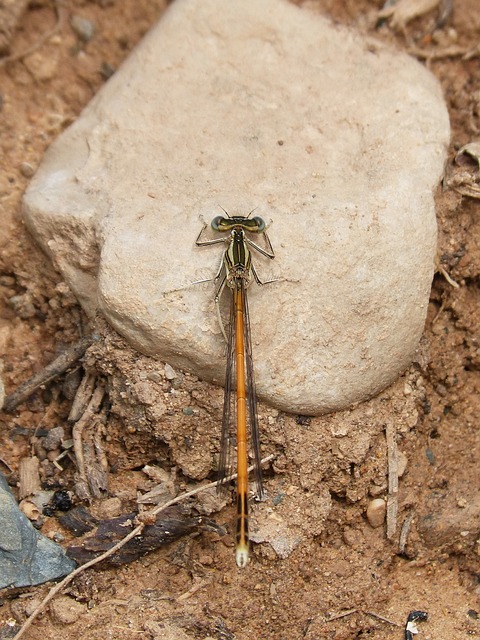 蜻蜓 豆娘 Platycnemis Acutipennis - 上的免费照片