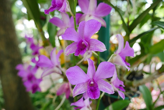花 植物 紫花 - 上的免费照片