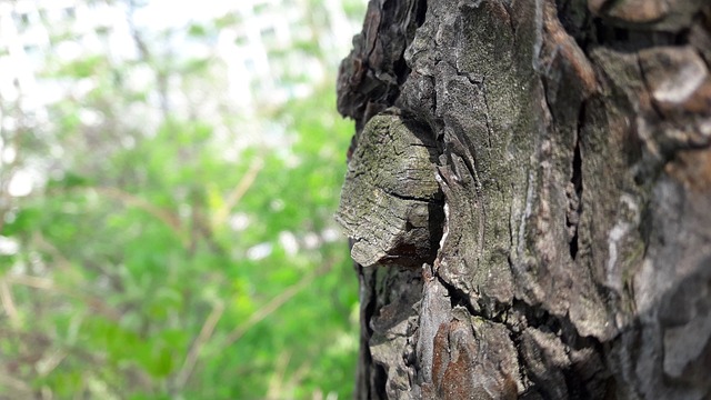在森林里 老树 树 - 上的免费照片