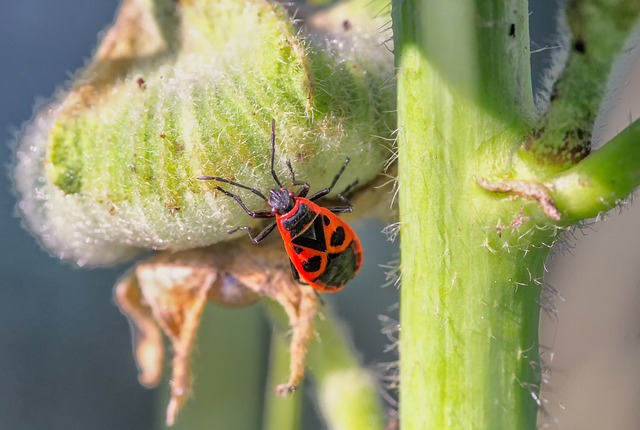 自然 植物 火虫 - 上的免费照片
