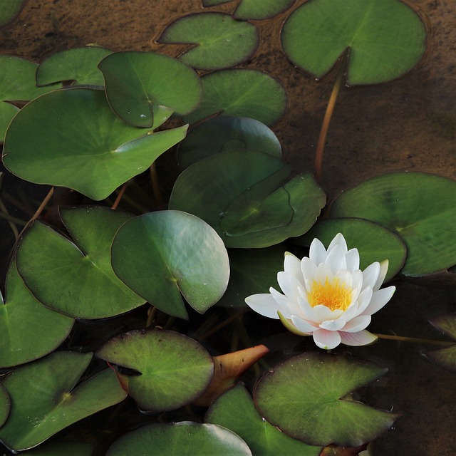 水百合 莲花 水下 - 上的免费照片
