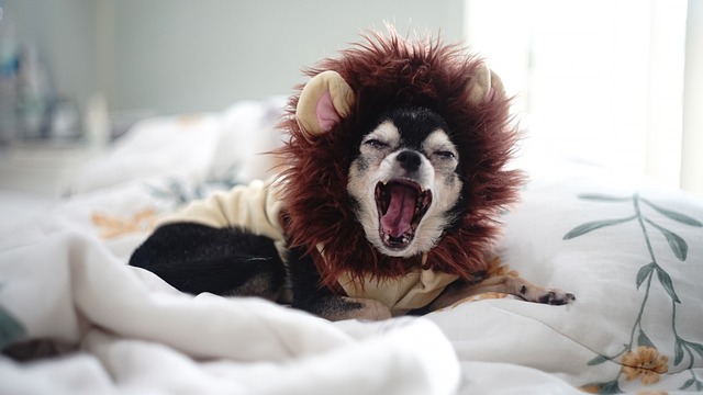 Chihuahua 小狗 狗 - 上的免费照片