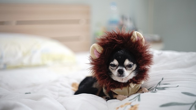 Chihuahua 小狗 狗 - 上的免费照片