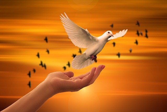 鸽子 自由 和平 - 上的免费照片
