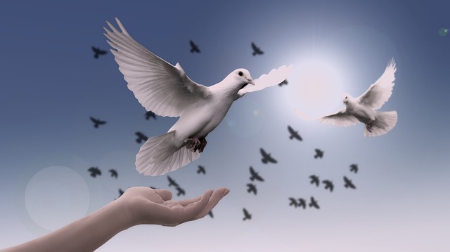 鸽子 和平 自由 - 上的免费照片