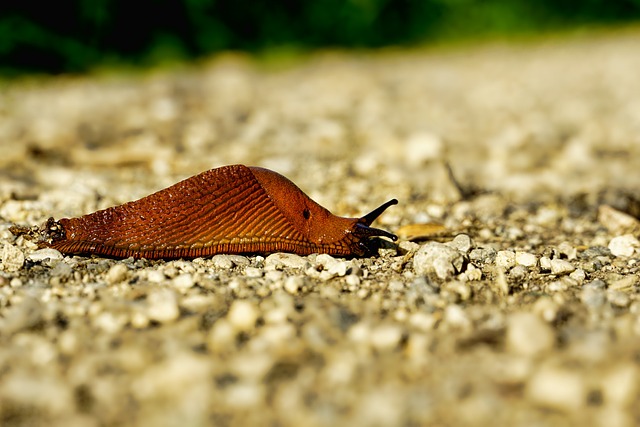 自然 裸鳃类动物 蜗牛 - 上的免费照片