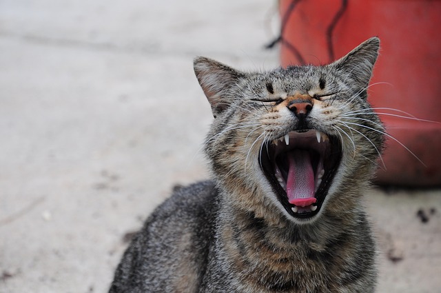 猫 猫的图片 猫咪 - 上的免费照片