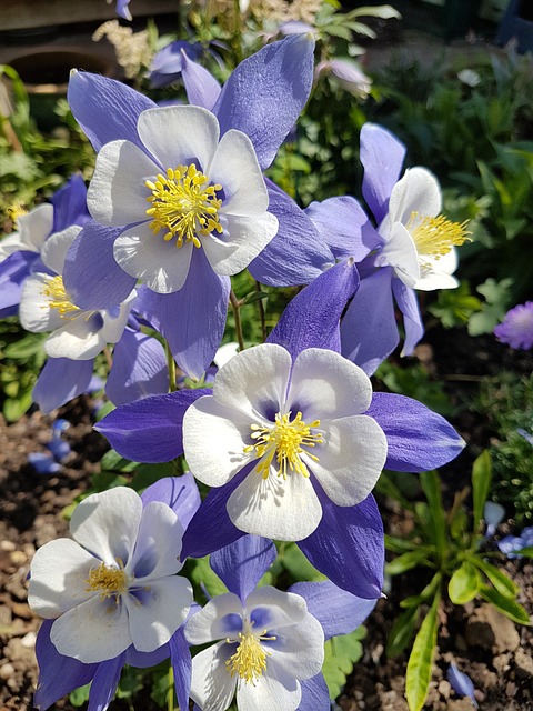花 Aquilegia 夏天 - 上的免费照片