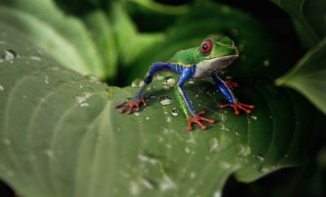 青蛙 红眼树蛙 动物 - 上的免费照片