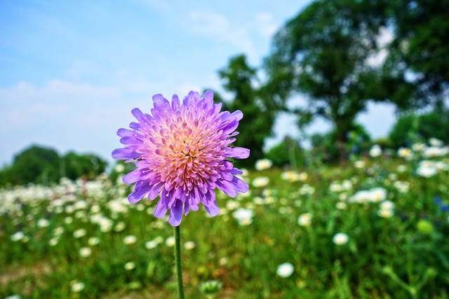 Knautia Arvensis 领域Scabious 吉普赛玫瑰 - 上的免费照片