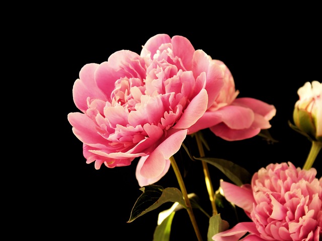 牡丹 牡丹花束 Blumebn - 上的免费照片