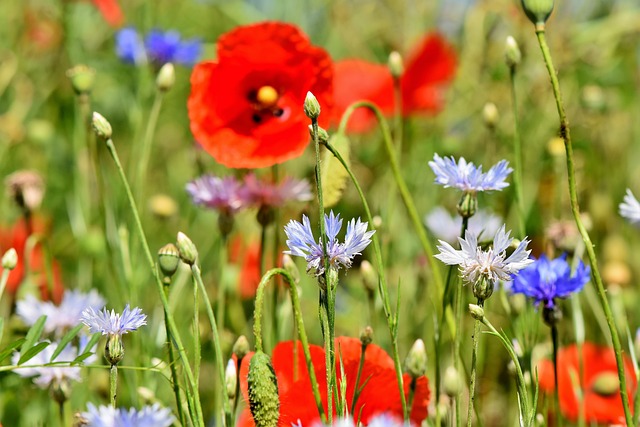 矢 罂粟花 领域的鲜花 - 上的免费照片