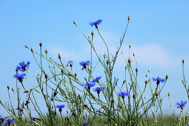 矢 花朵 蓝色花朵 - 上的免费照片