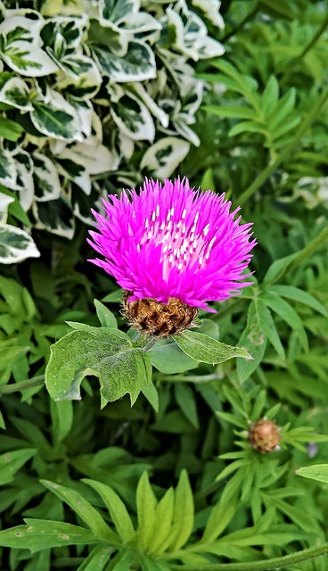 花 牛膝草 疥疮 - 上的免费照片