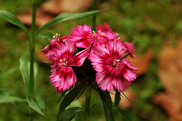 花朵 康乃馨 - 上的免费照片