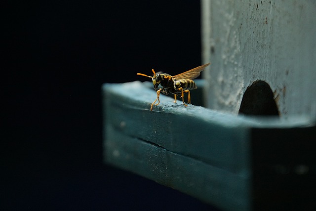昆虫 黄蜂 昆虫学 - 上的免费照片