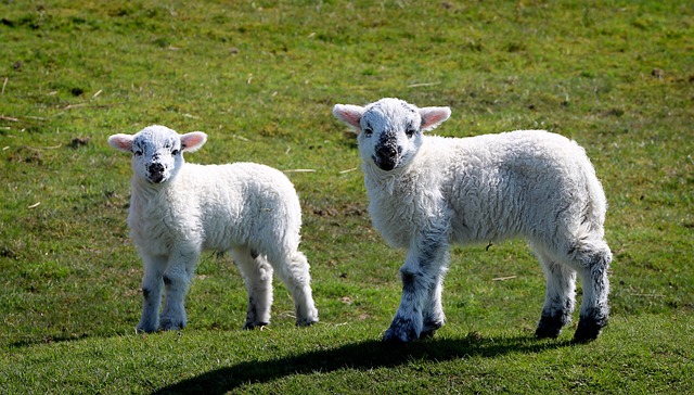 羊 羊肉 忠于 - 上的免费照片