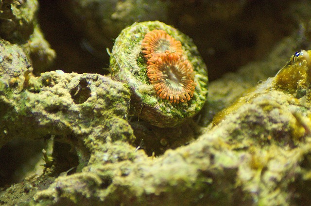 Zoa 珊瑚 咸水 - 上的免费照片